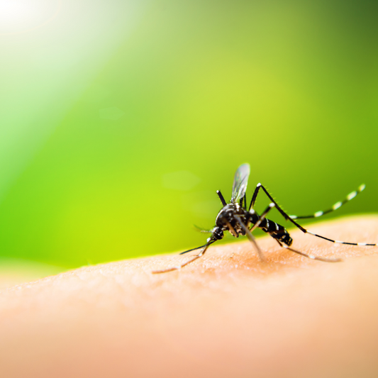Why do mozzies bite some people and not others?!
